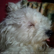 Photo de Bichon  poil fris