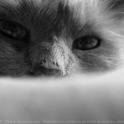 Photo de Ragdoll