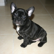 Photo de Bouledogue franais