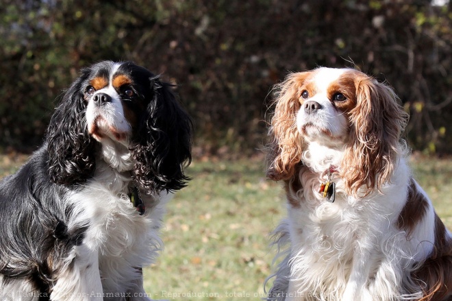 Photo de Cavalier king charles spaniel