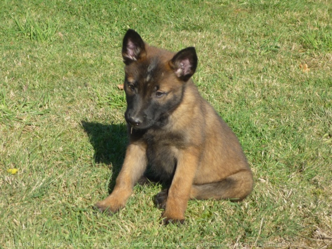 Photo de Berger belge malinois