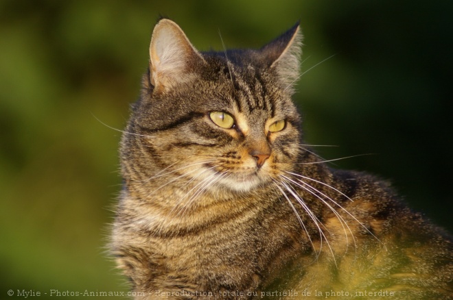 Photo de Chat domestique