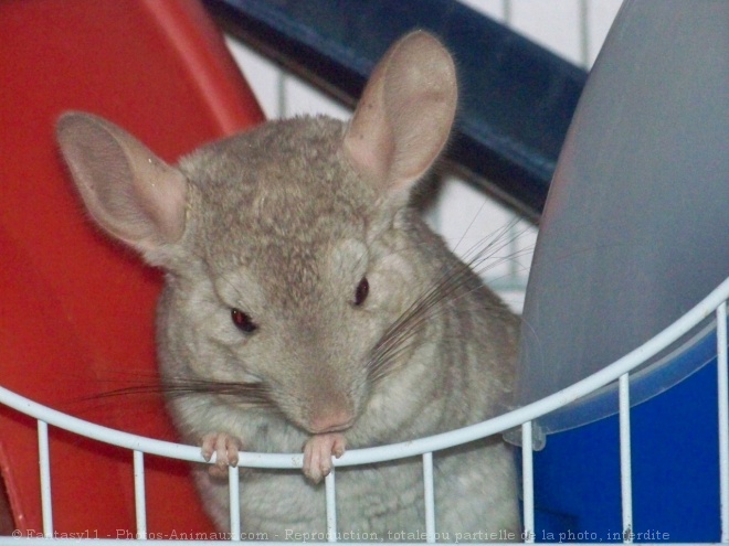 Photo de Chinchilla