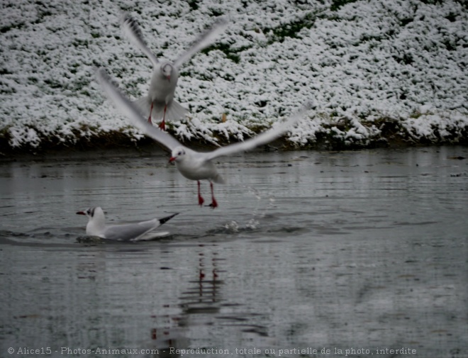 Photo de Mouette