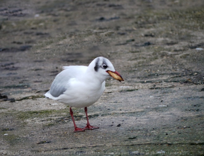 Photo de Mouette