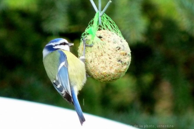 Photo de Msange bleue