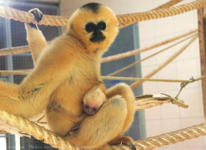 Photo de Singe - gibbon