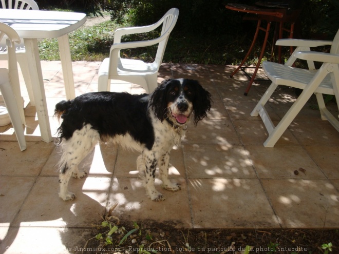 Photo d'English springer spaniel