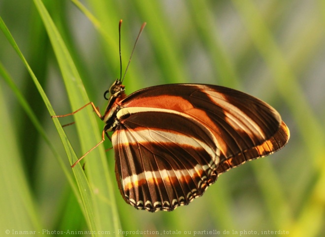 Photo de Papillon