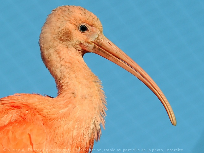 Photo d'Ibis rouge