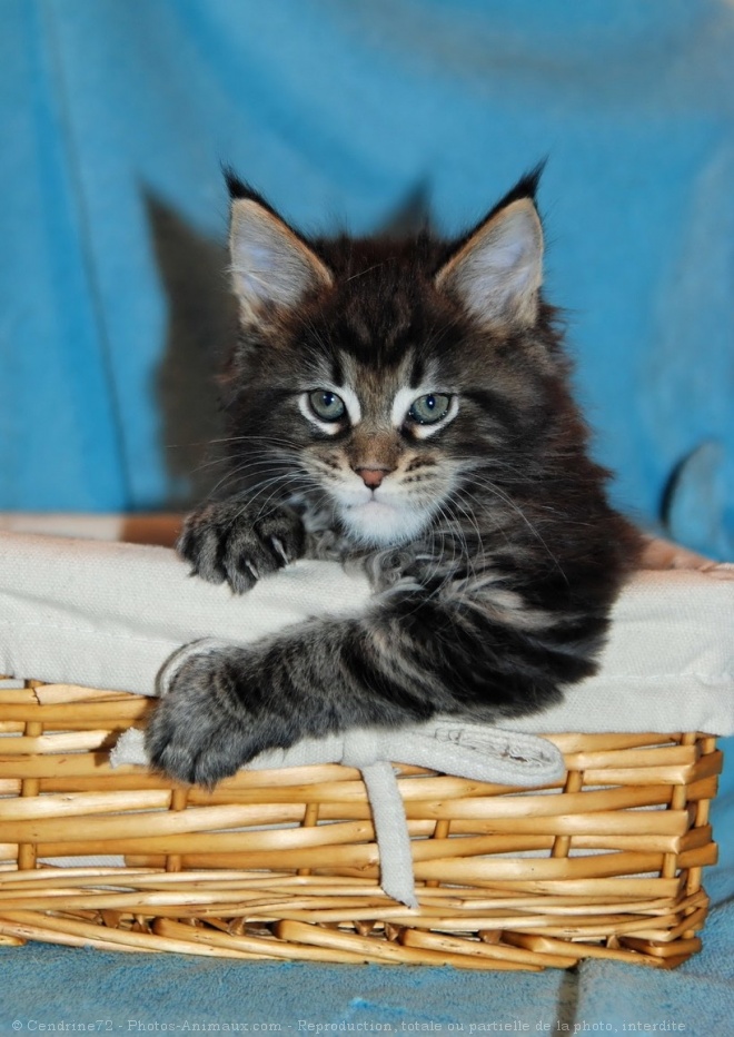 Photo de Maine coon