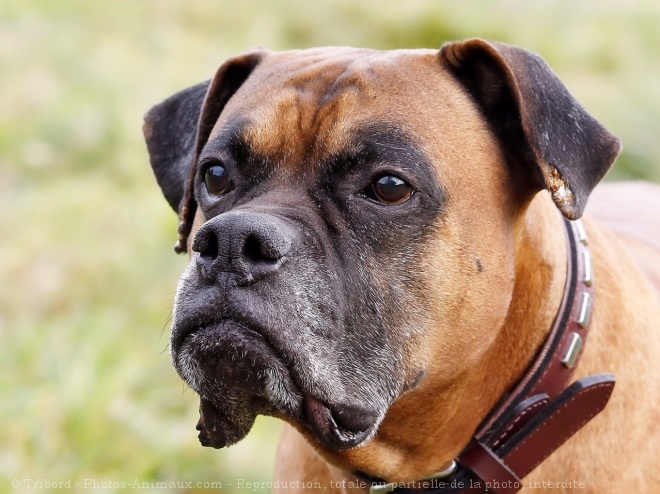 Photo de Boxer