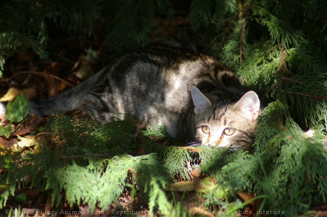 Photo de Chat domestique