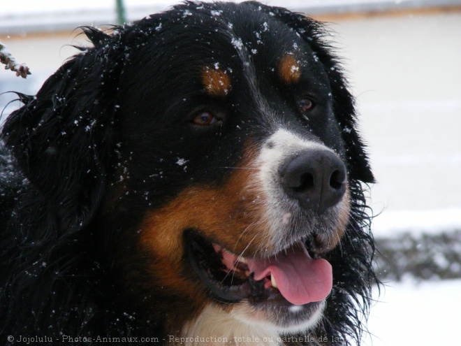 Photo de Bouvier bernois