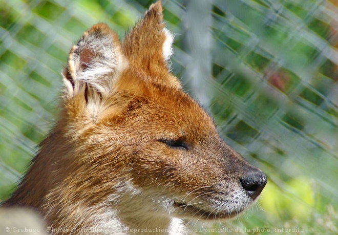 Photo de Dhle - chien sauvage d'asie