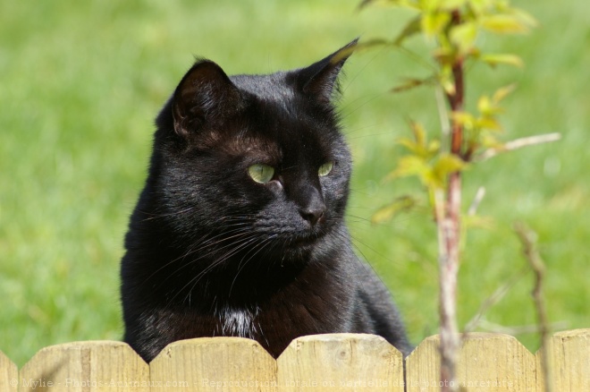 Photo de Chat domestique