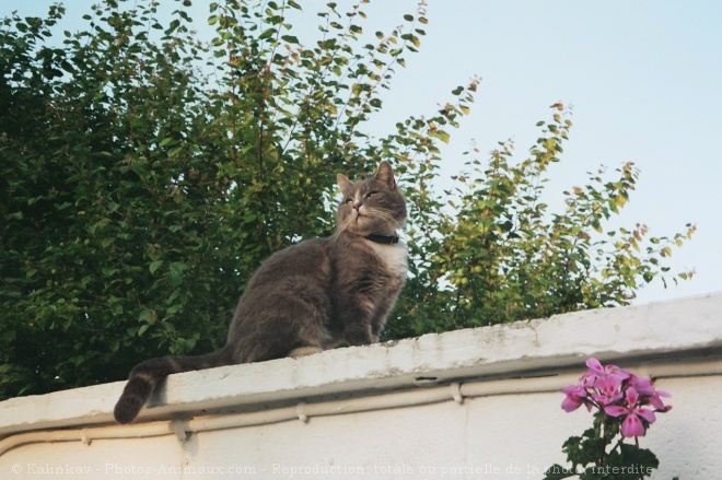 Photo de Chat domestique