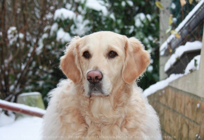 Photo de Golden retriever