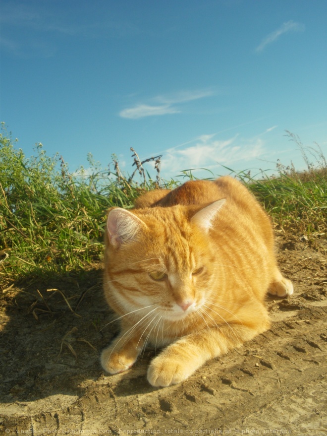 Photo de Chat domestique