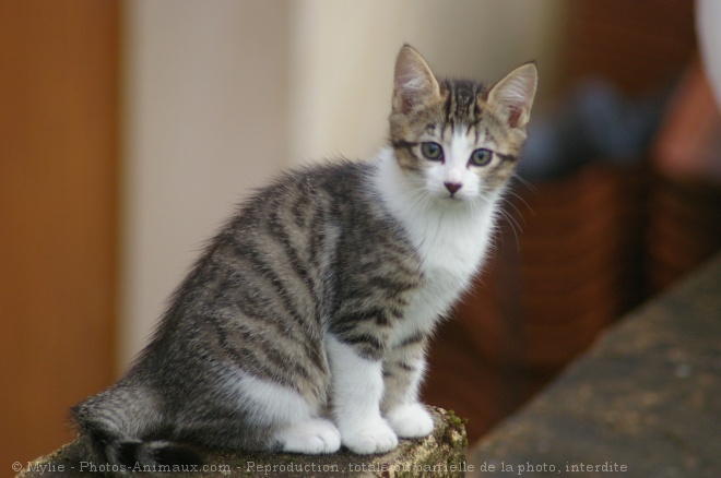 Photo de Chat domestique