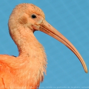 Photo d'Ibis rouge