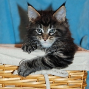 Photo de Maine coon