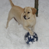 Photo de Labrador retriever