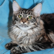 Photo de Maine coon