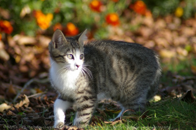 Photo de Chat domestique