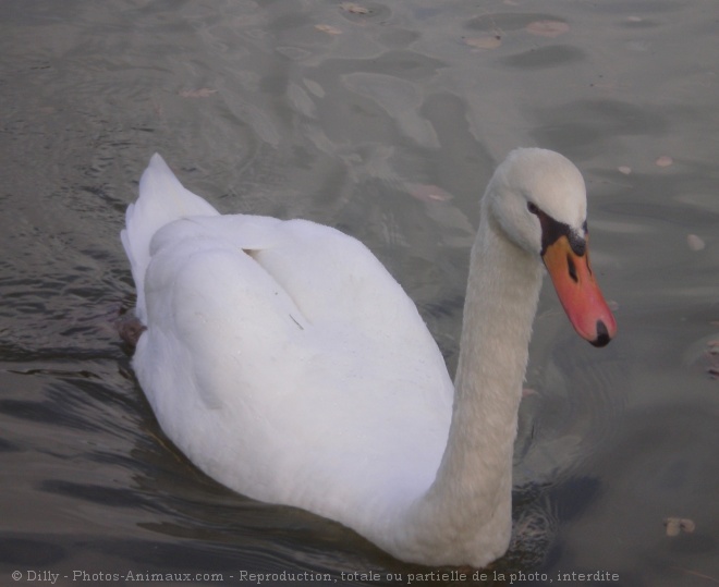 Photo de Cygne