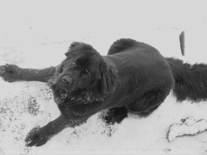 Photo de Chien de terre-neuve