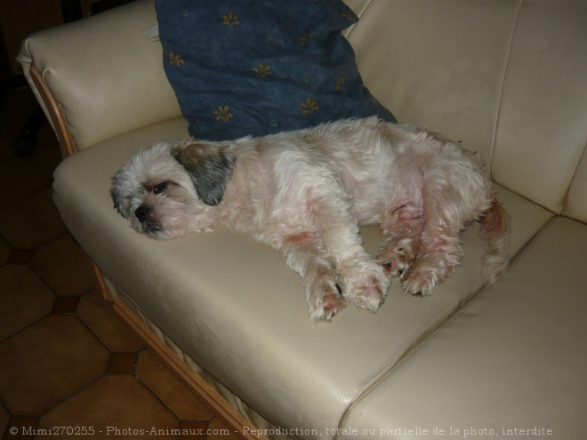 Photo de Shih tzu