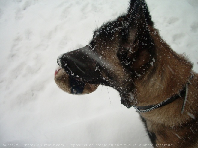 Photo de Berger belge malinois