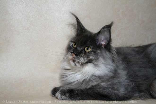 Photo de Maine coon