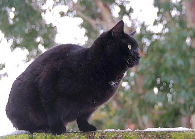 Photo de Chat domestique