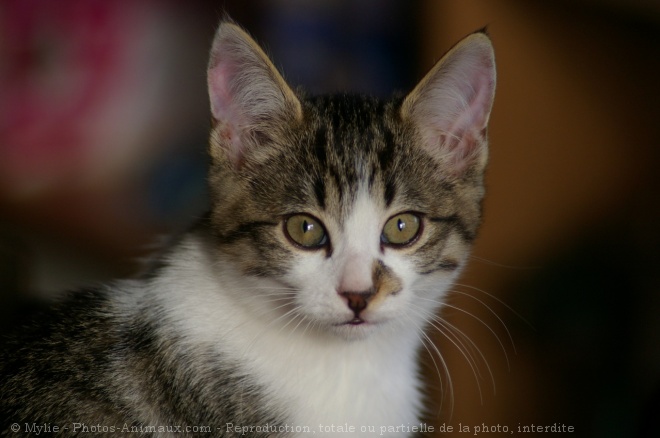 Photo de Chat domestique