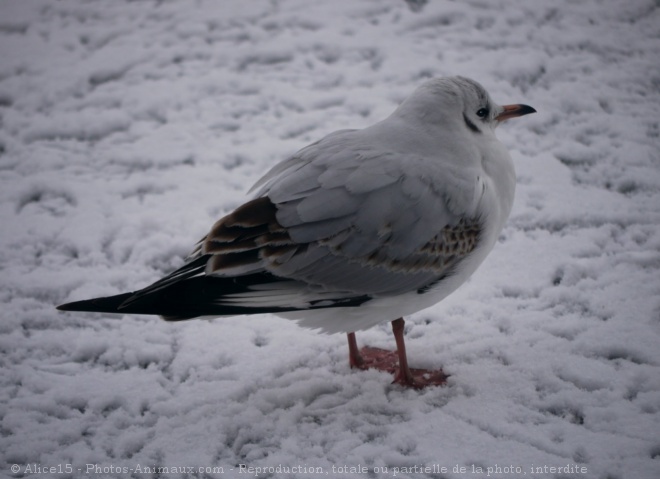 Photo de Mouette