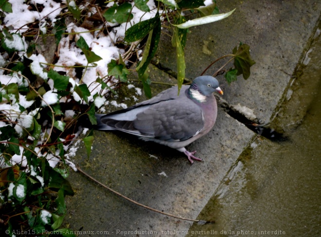 Photo de Pigeon - ramier