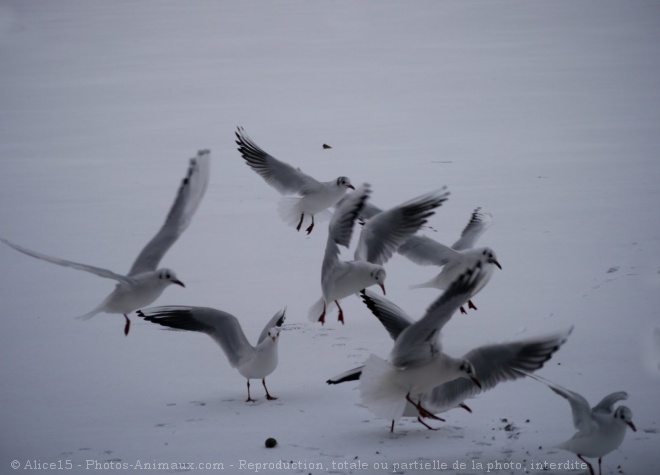 Photo de Mouette