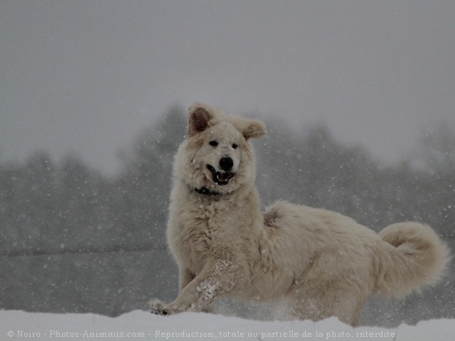 Photo de Chien de montagne des pyrnes