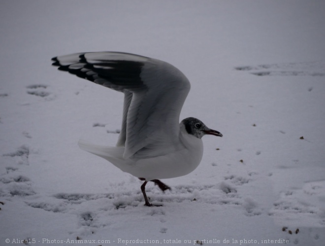 Photo de Mouette