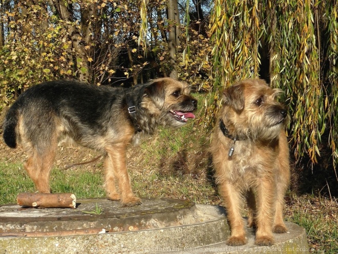 Photo de Border terrier