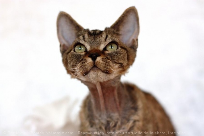 Photo de Devon rex