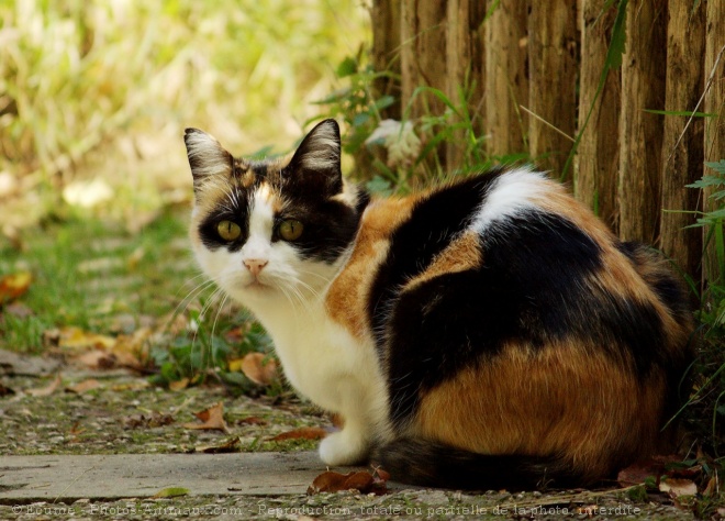 Photo de Chat domestique