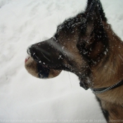 Photo de Berger belge malinois