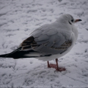 Photo de Mouette