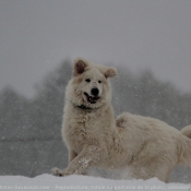 Photo de Chien de montagne des pyrnes