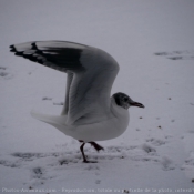 Photo de Mouette