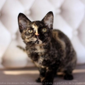 Photo de Devon rex