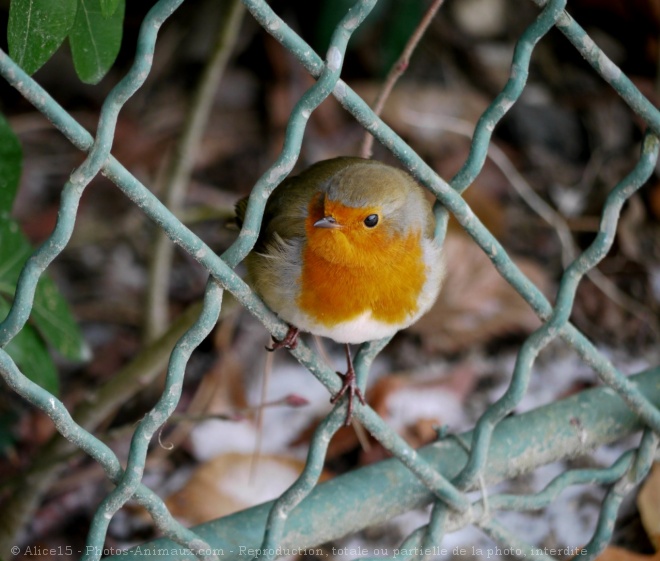 Photo de Rouge gorge